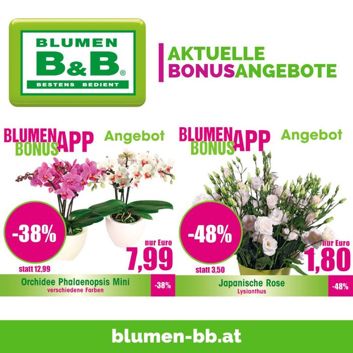 Blumen B&B Katalog in Graz | Aktuelle BonusAngebote | 21.2.2024 - 29.2.2024