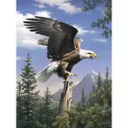 Malen nach Zahlen mit Acrylfarben, "Adler", 23 x 30,5 cm für 10,95€ in Buttinette